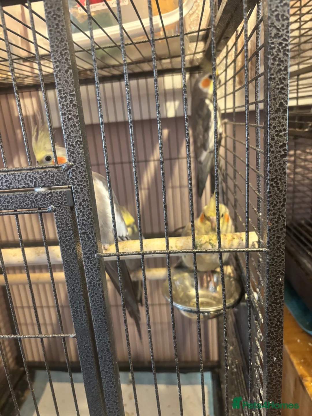 Cockatiels birds for sale: Aviary Cockatiels for sale - Advert 2
