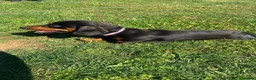 Miniature Dachshund dogs for sale: Miniature dachshund female for sale - Advert 3