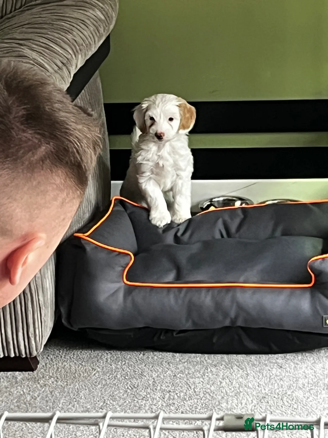 Cockapoo dogs for sale: Beautiful cockapoo puppy female  - Advert 1