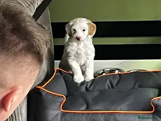 Cockapoo dogs Beautiful cockapoo puppy female - Advert 6