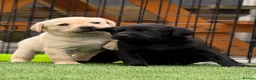 Labrador Retriever dogs for sale: Labrador puppies  - Advert 11