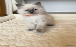 Ragdoll cats for sale: Adorable Blue Point Ragdoll Kittens - Image 7