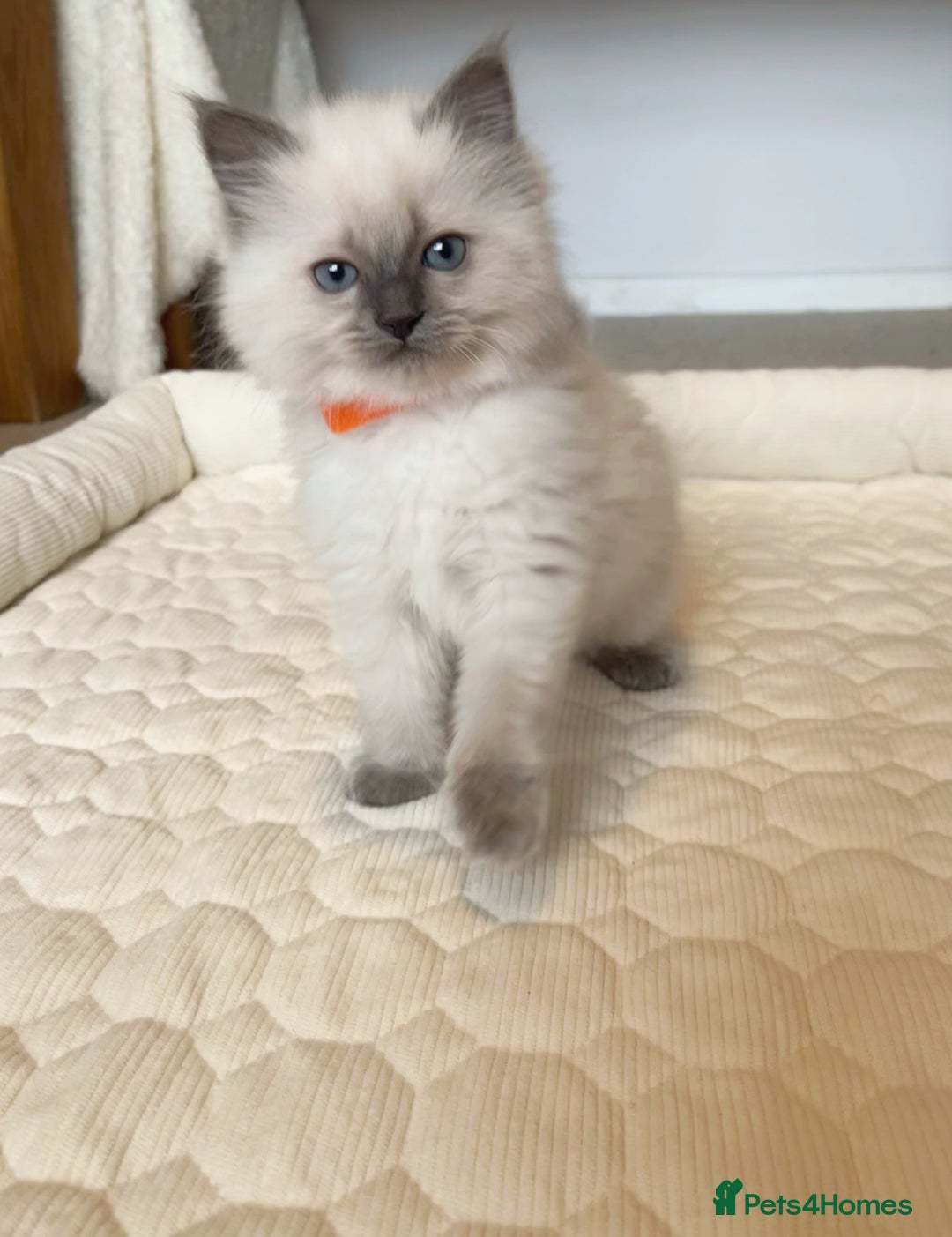 Ragdoll cats for sale: Adorable Blue Point Ragdoll Kittens - Image 7