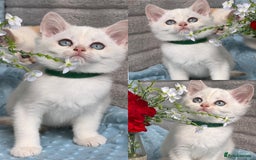 British Shorthair cats for sale: British sh golden kittens NY 12 GCCF  - Image 7
