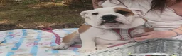 English Bulldog dogs for sale: Blossom 🌸 6 month's old beautiful girl  - Advert 11
