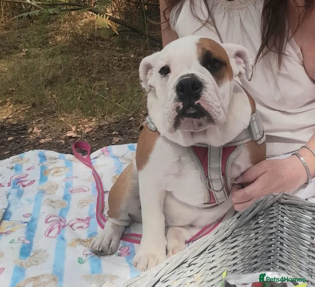 English Bulldog dogs for sale: Blossom 🌸 6 month's old beautiful girl  - Advert 11