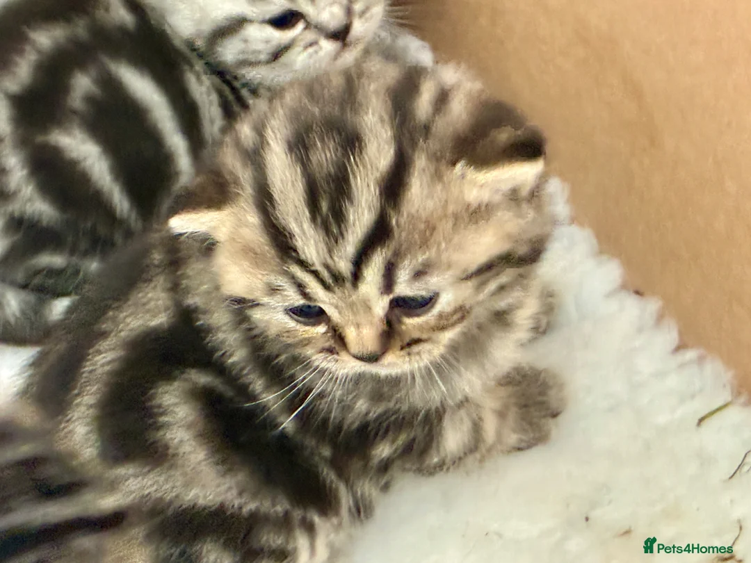 British Shorthair cats for sale: Tabby babies - Advert 8