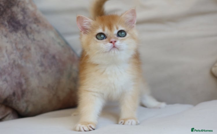British Shorthair cats - Advert 6