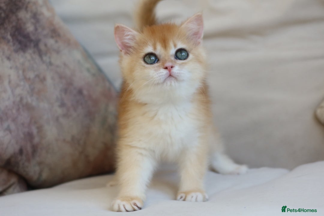 British Shorthair cats for sale: Golden British Shorthair Kitten - Reg & Licensed - Image 1