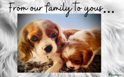 Cavalier King Charles Spaniel dogs for sale: Lovingly raised Blenheim Cavaliers  - Image 1