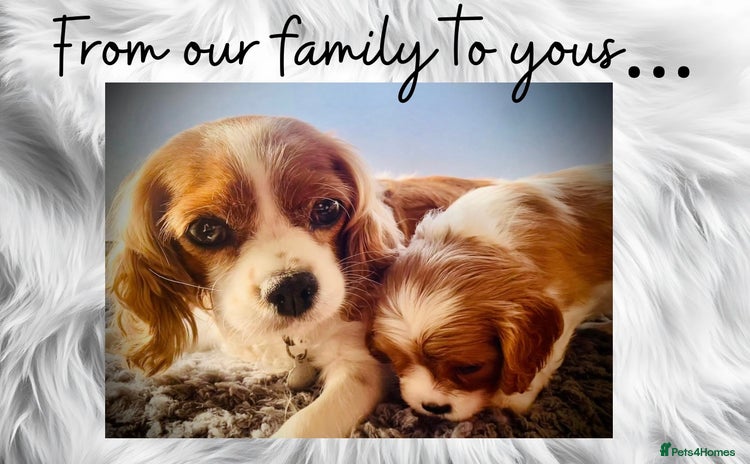 Cavalier King Charles Spaniel dogs - Advert 1