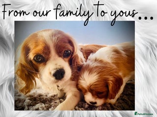 Cavalier King Charles Spaniel dogs - Advert 8
