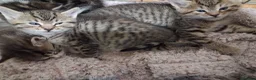 Ragcoon cats for sale: 3 beautiful ragdoll cross bengal mix kittens - Advert 2