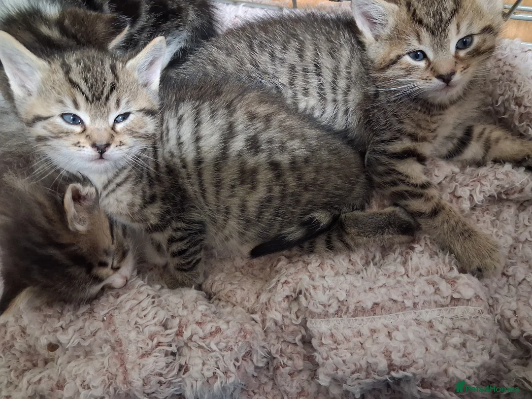 Ragcoon cats for sale: 3 beautiful ragdoll cross bengal mix kittens - Advert 2