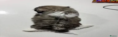 Shih Tzu 1