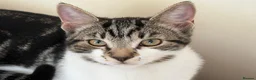 Domestic Shorthair cats for sale: 3 male kittens for sale - Advert 4