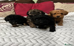 Toy Poodle dogs for sale: Beautiful Toy Poodle Puppies - Image 18