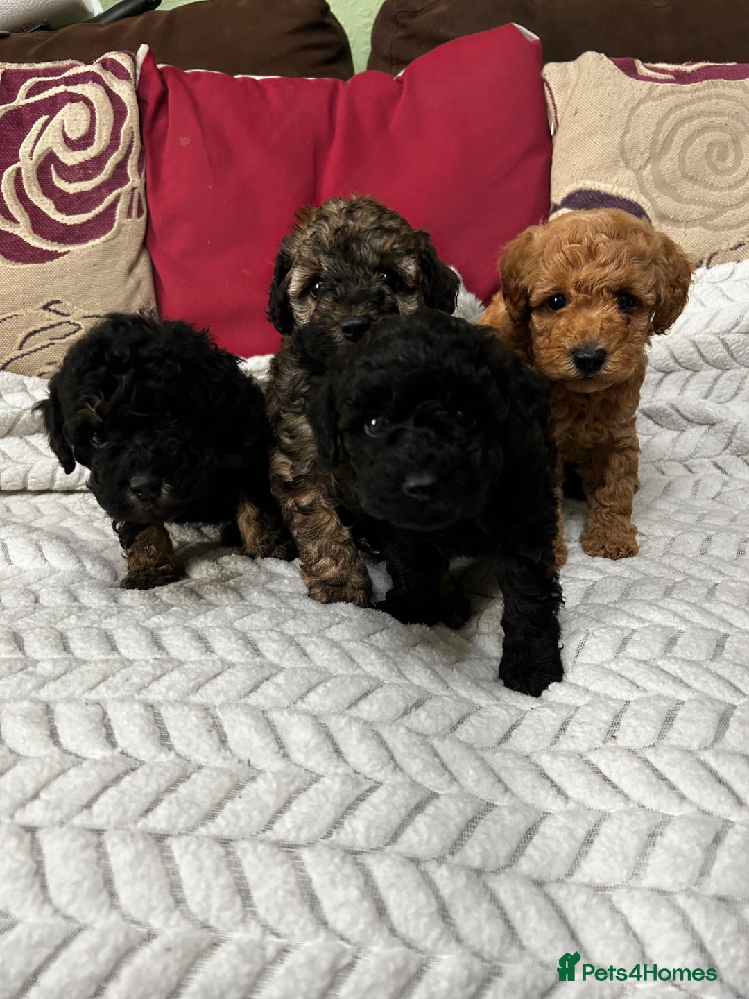 Toy Poodle dogs for sale: Beautiful Toy Poodle Puppies - Image 18
