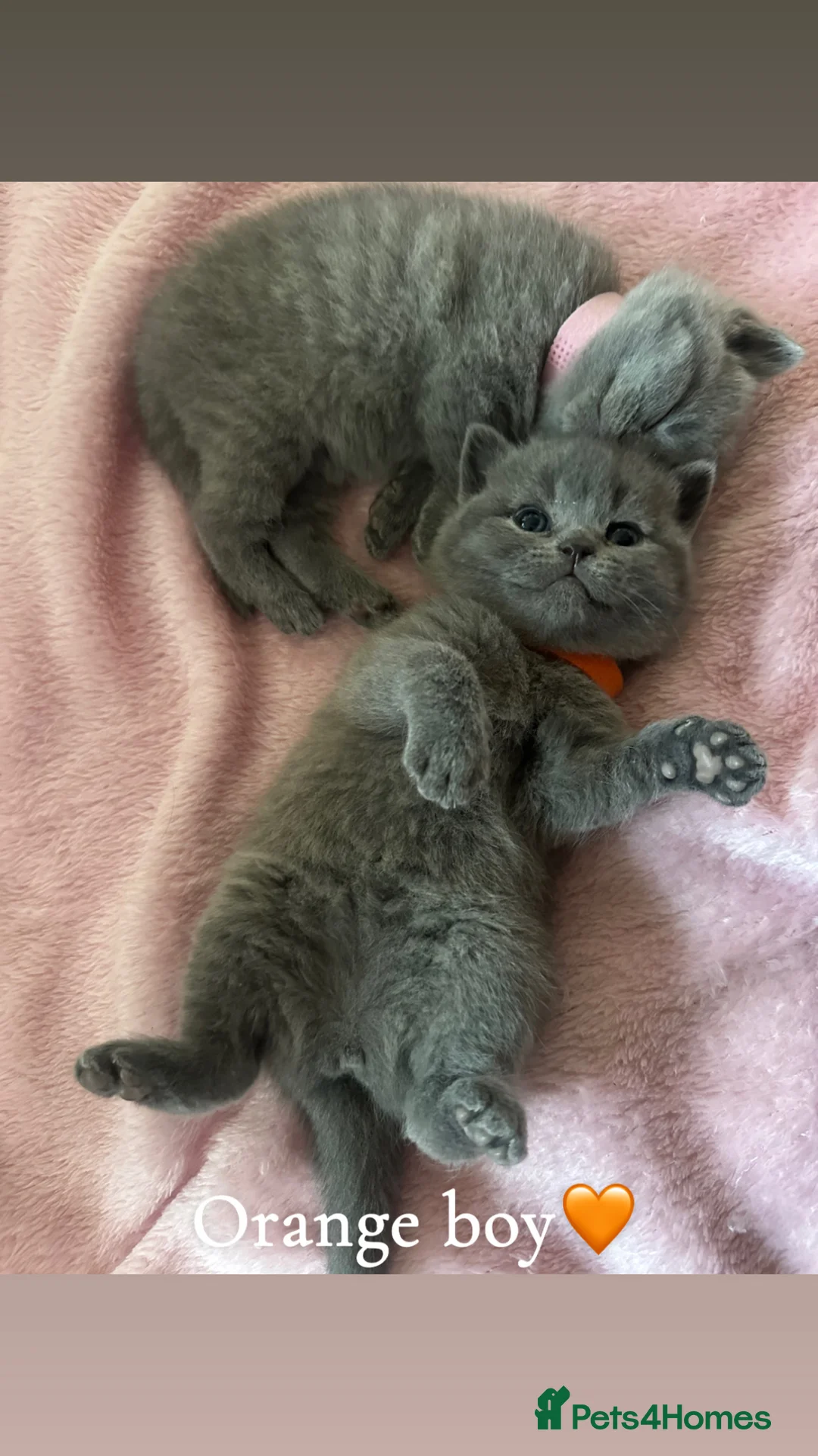 British Shorthair cats for sale: 🐾 Stunning British Shorthair Kittens for Sale 🐾 - Advert 2