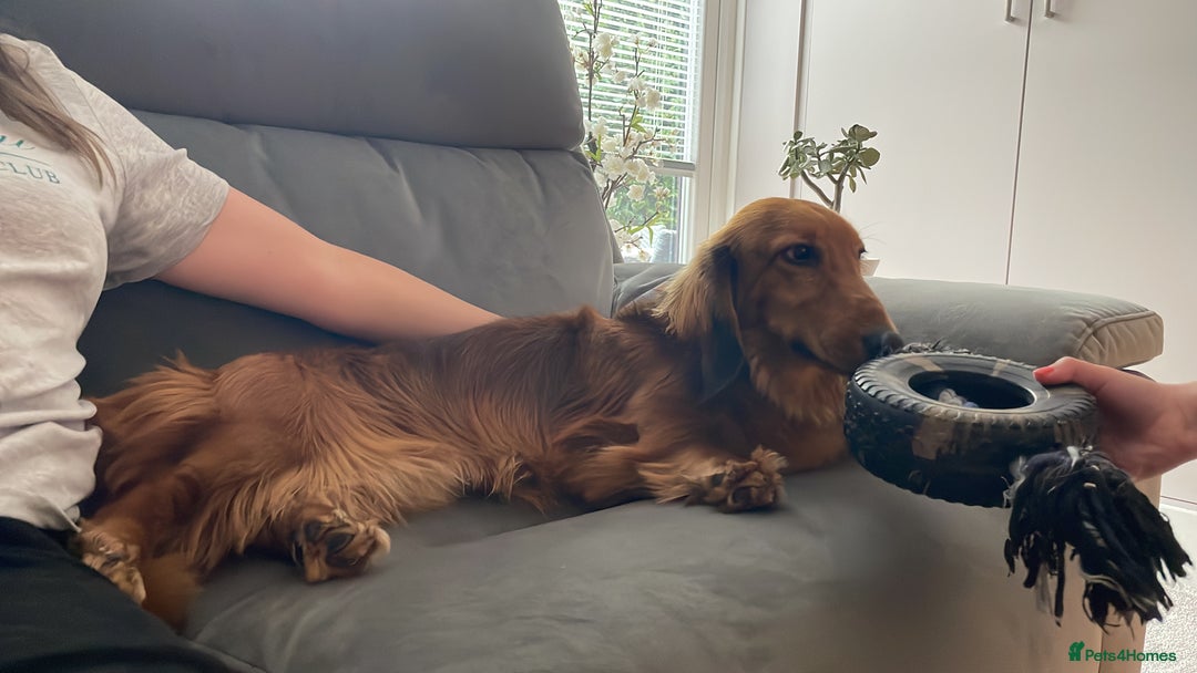 Dachshund dogs for sale: Dachshund for re-homing - Image 7