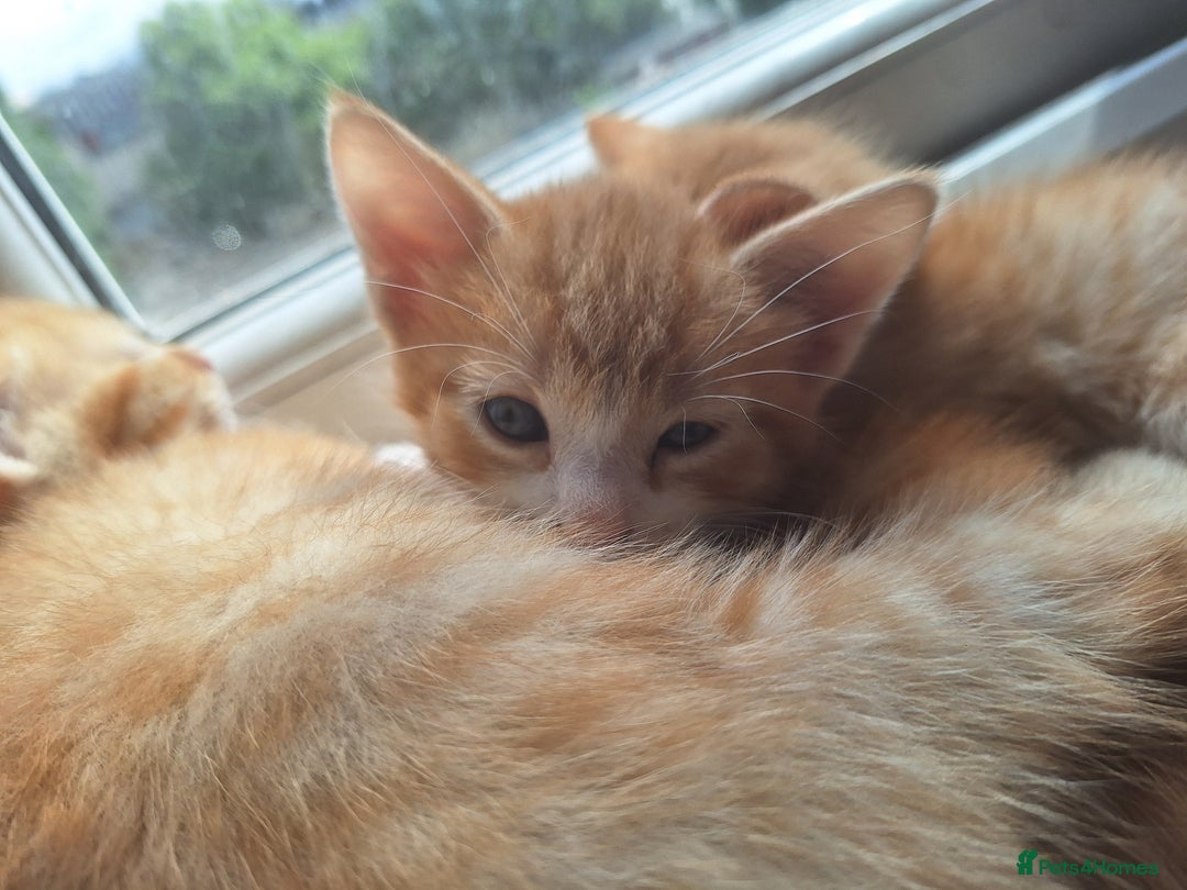 Mixed Breed cats for sale: Kittens ready for forever home - Image 5