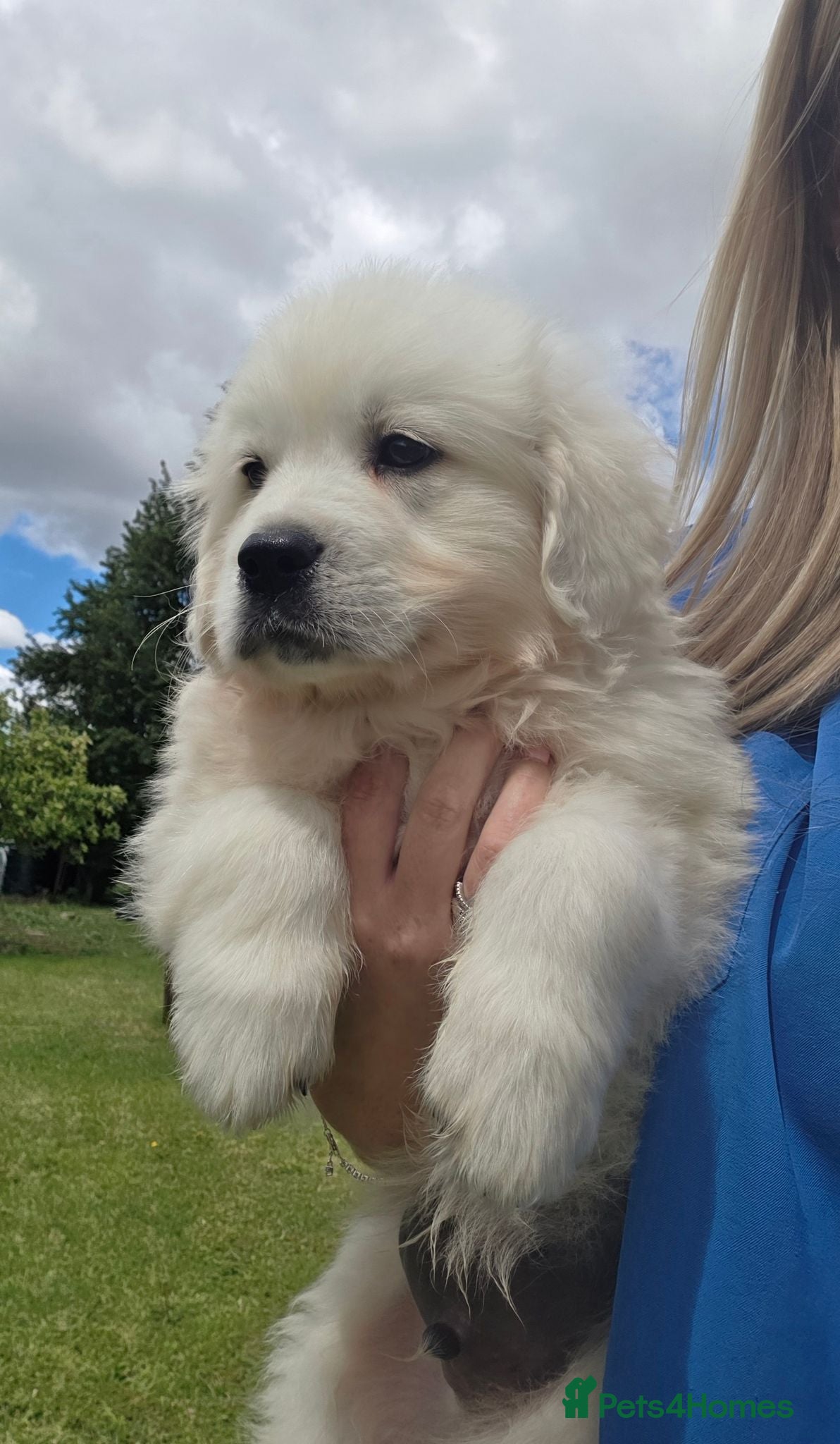 Golden Retriever dogs Extensively Health Tested English Cream Puppies - Advert 1