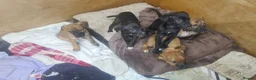 Mixed Breed dogs for sale: Staffy X cain corso  - Advert 4