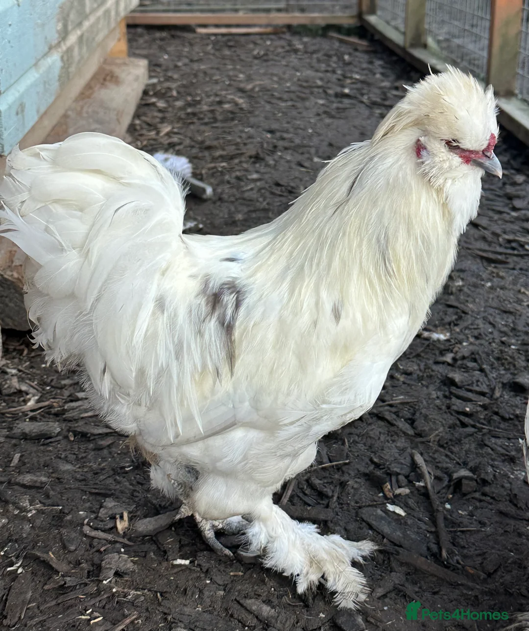 Chickens poultry for sale: Silkie cockerel FREE  - Advert 2