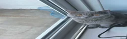 British Shorthair cats for sale: 5 British cats available - Advert 10