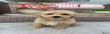 Maltipoo 1