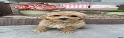 Maltipoo dogs for sale: Stunning apricot F1 Maltipoo puppies - Advert 3