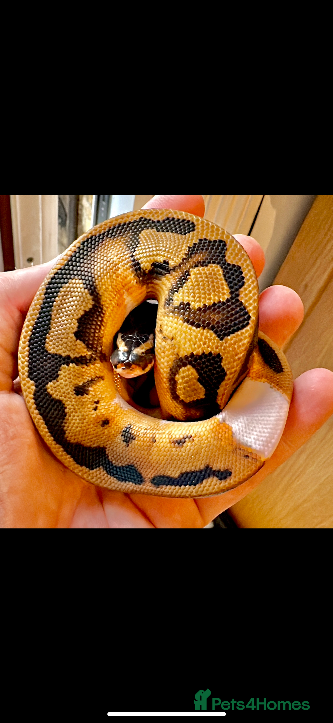 Python Snake reptiles for sale: Ball Python Collection - Advert 1