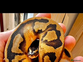Python Snake reptiles Ball Python Collection - Advert 1