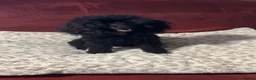 Toy Poodle dogs for sale: Toy poodle - Advert 1