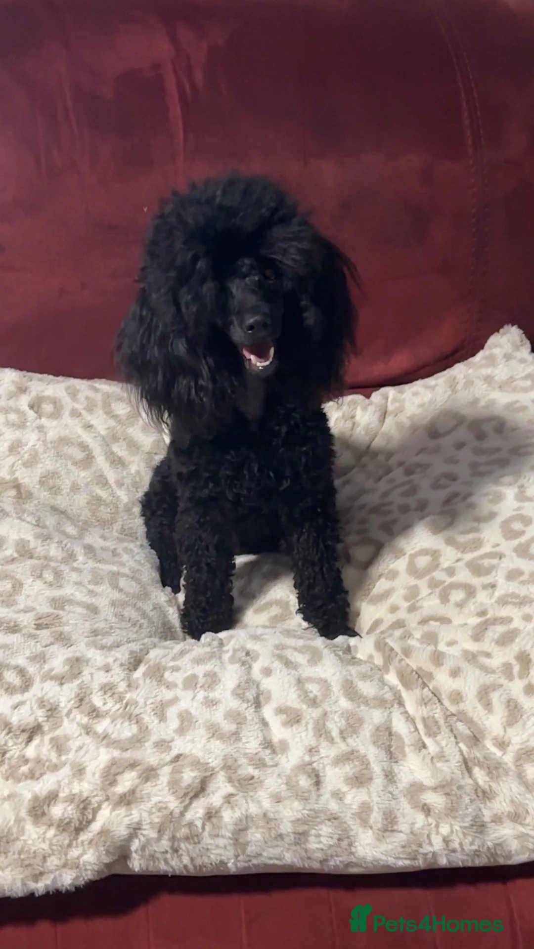 Toy Poodle dogs for sale: Toy poodle - Advert 1