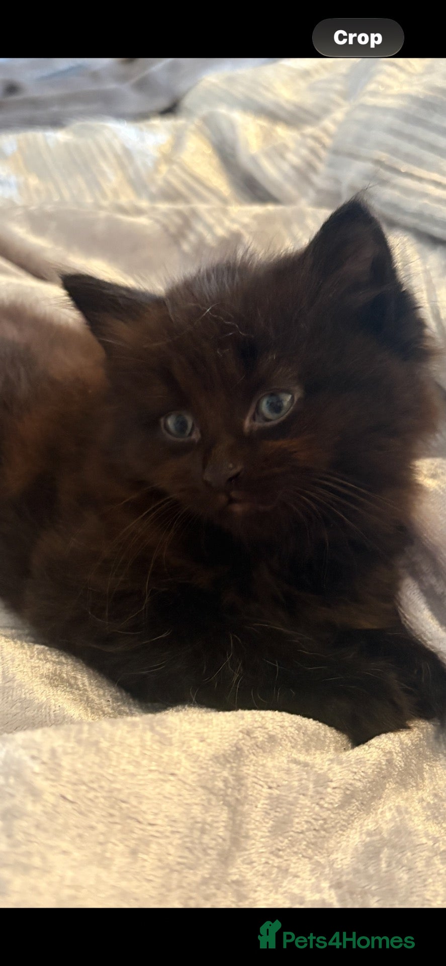 Mixed Breed cats for sale: Halloween babies - Advert 11