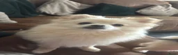 Pomeranian dogs for sale: 2 males  cream and orange. Pomeranians  - Advert 1