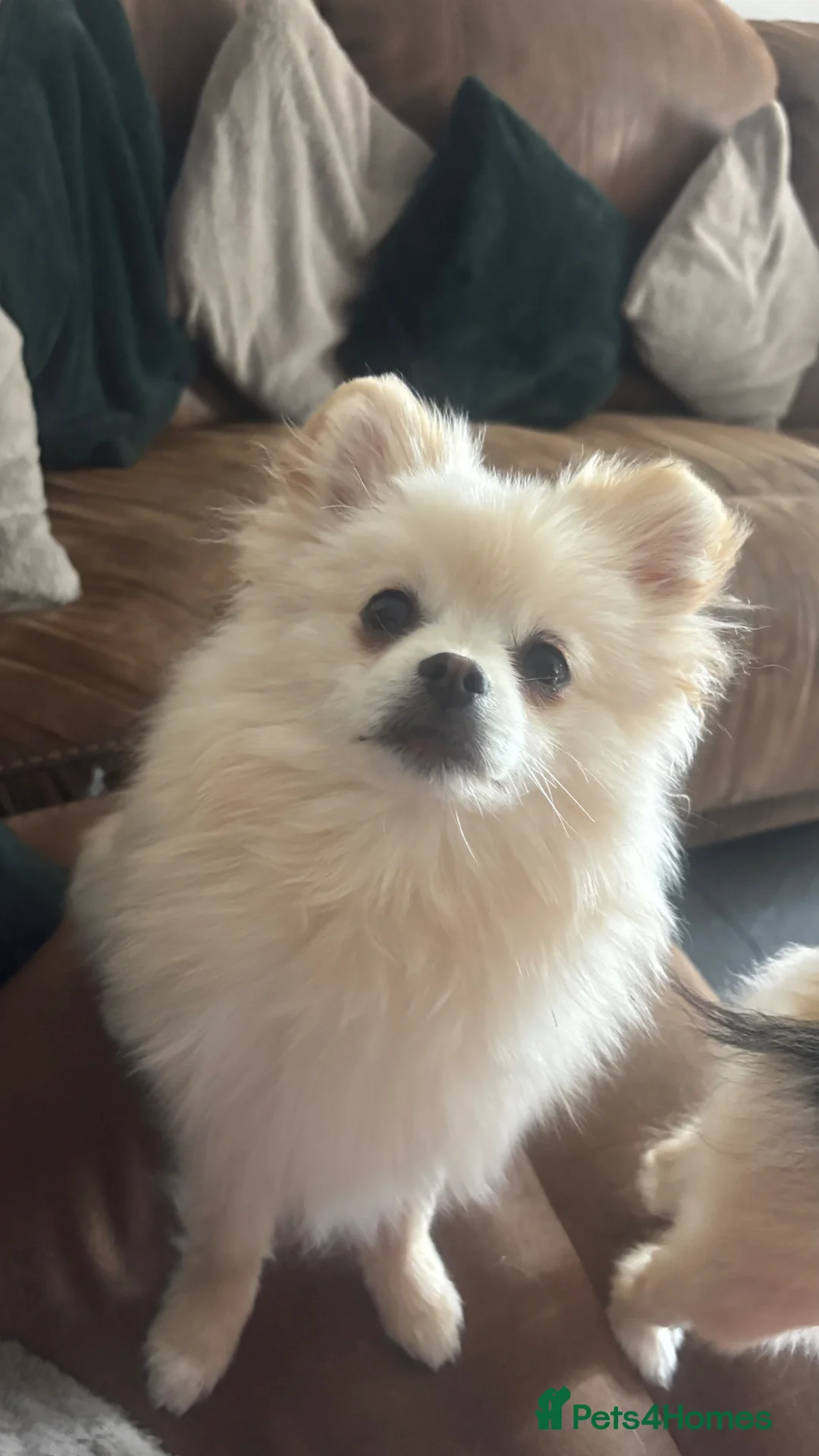 Pomeranian dogs for sale: 2 males  cream and orange. Pomeranians  - Advert 1
