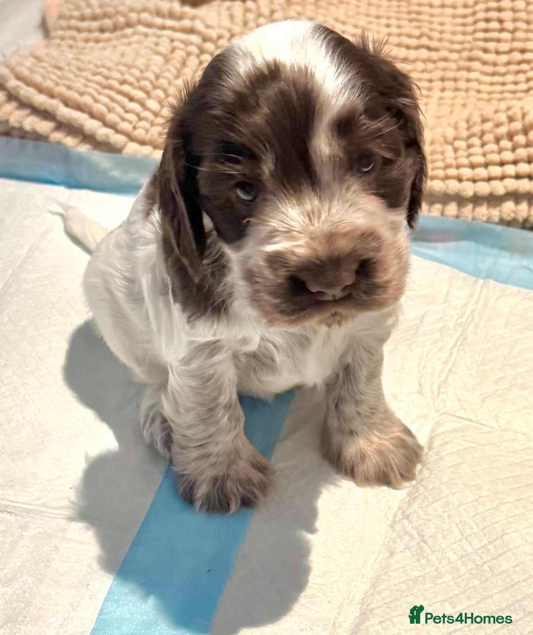 Cocker Spaniel dogs for sale: Two Exceptional girl English Show Cockers - Advert 11