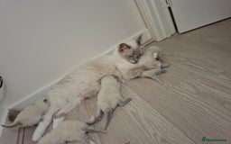 Ragdoll cats for sale: Stunning Ragdoll kittens  - Image 10