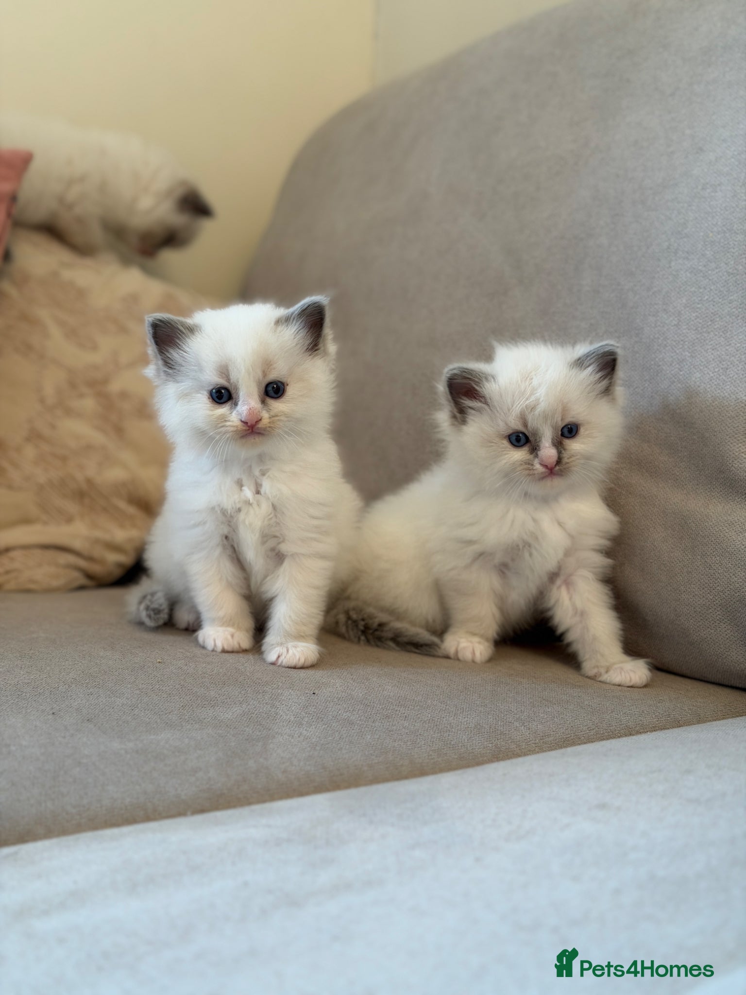 Ragdoll cats Exceptional Quality Ragdoll Kittens  - Advert 3