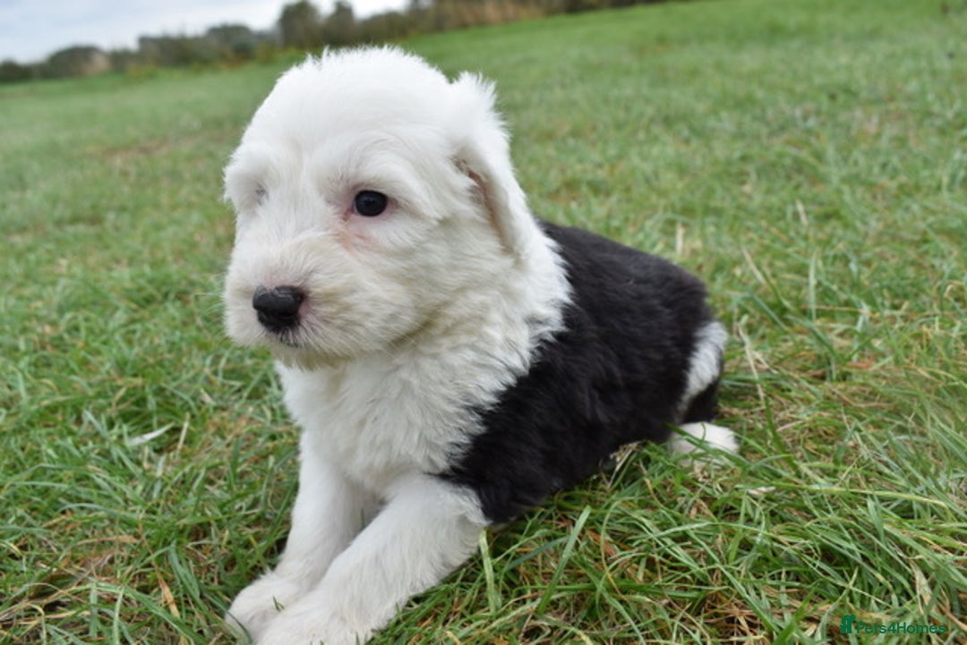 Old English Sheepdog dogs for sale: Stunning Old English Sheepdog Puppies KC Reg - Image 19