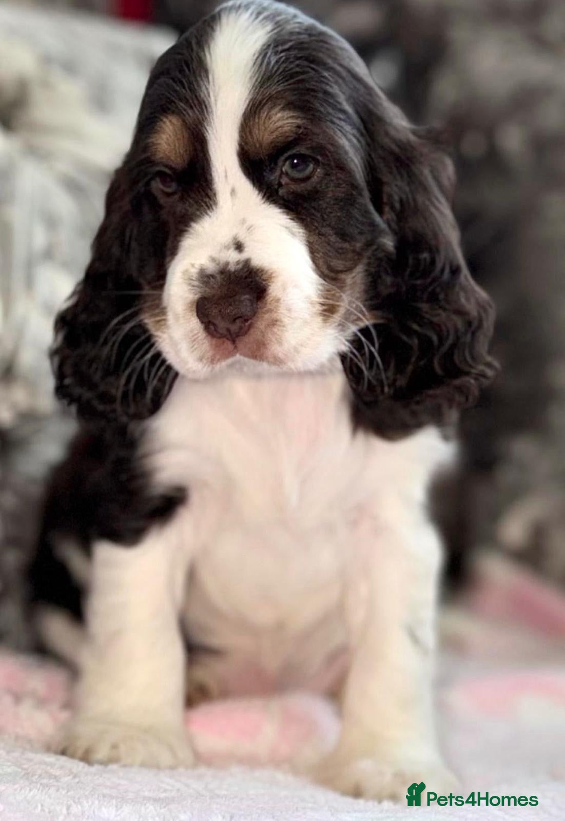 Cocker Spaniel dogs 🐾READY 30/09 KC Show Cocker Spaniels available 🐾 - Advert 1