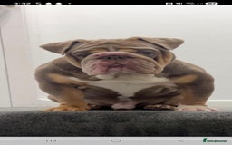 English Bulldog dogs for sale: English bulldog  - Image 7