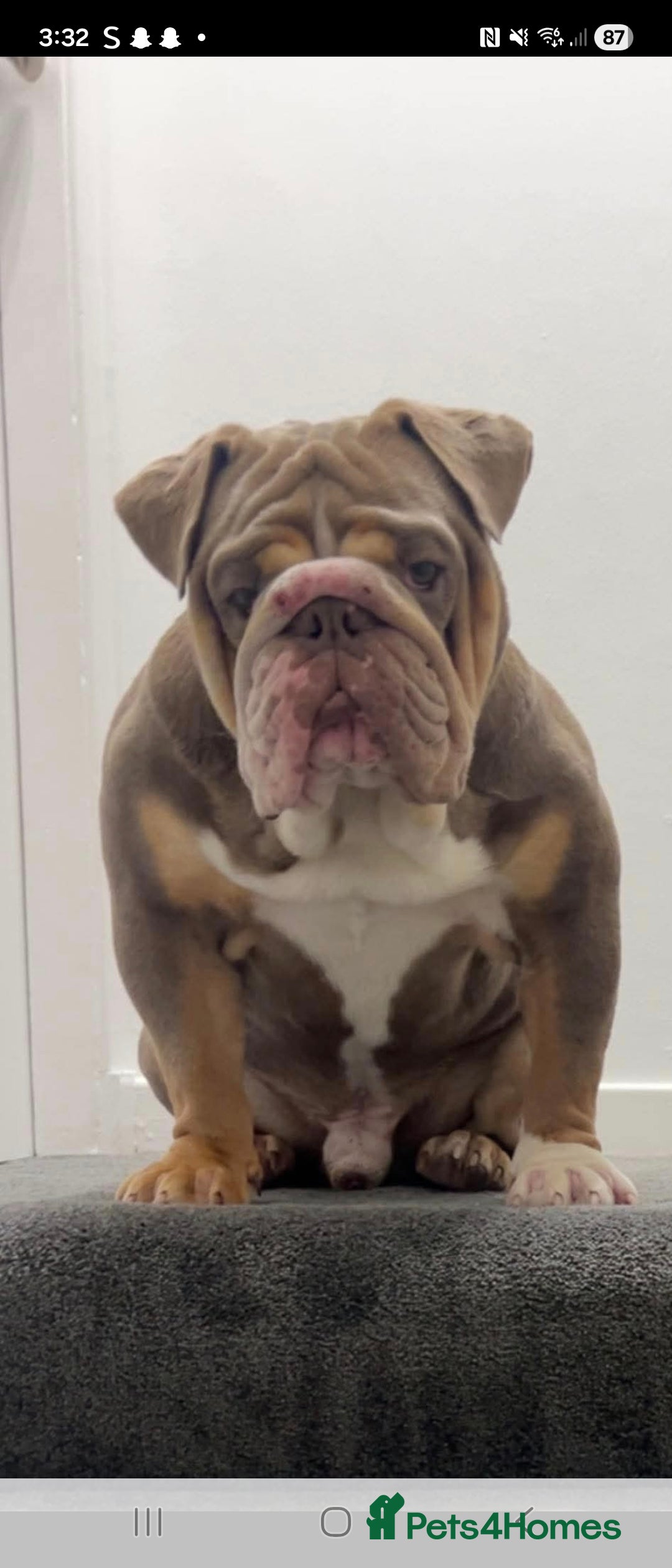 English Bulldog dogs for sale: English bulldog  - Image 7