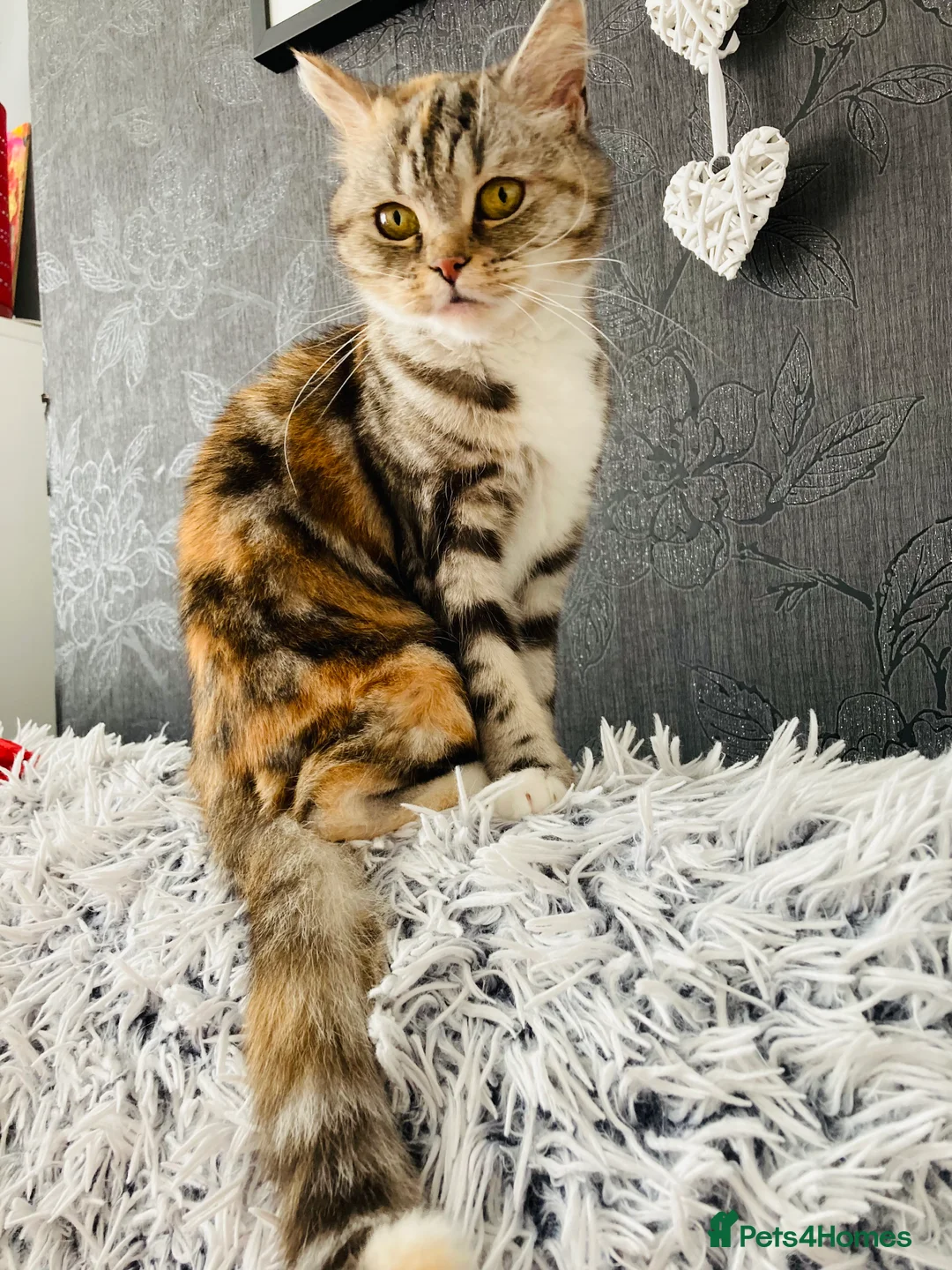 Persian cats for sale: Persian Father and Scottish straight mother  - Advert 1