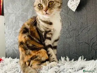 Persian cats Persian Father and Scottish straight mother - Advert 1