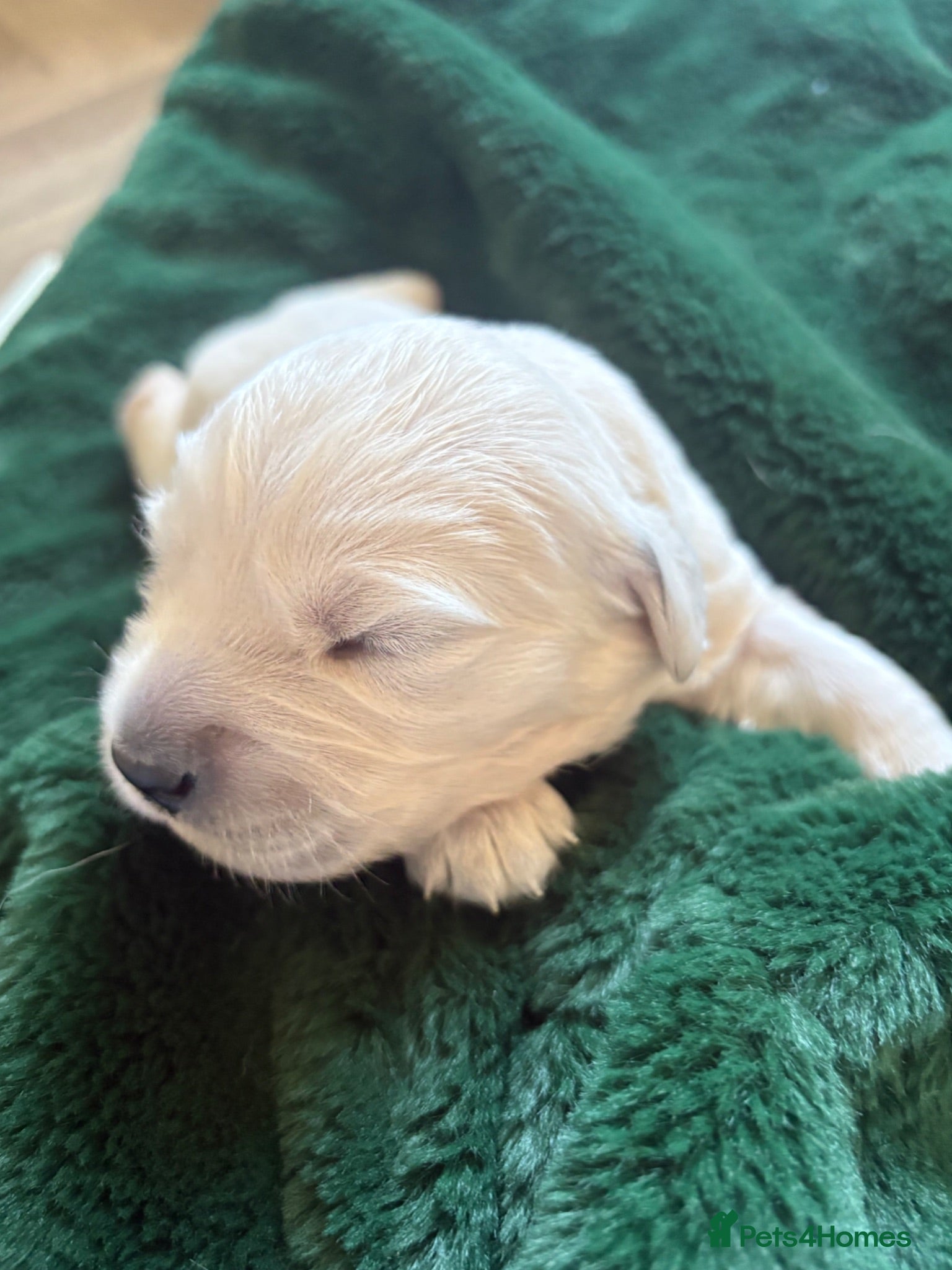 Golden Retriever dogs Cream kc registered golden retriever pups - Advert 15