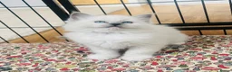 Ragdoll cats for sale: Beautiful ragdoll kittens blue and mitted - Advert 10