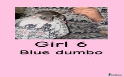 Rat rodents for sale: Beautiful baby rats looking for forever homes! - Advert 6